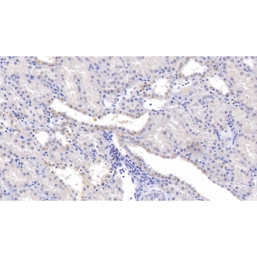 Carbonic Anhydrase XIII (CA13) Human Polyclonal Antibody