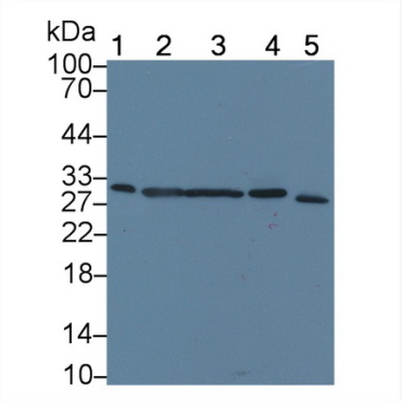 Carbonic Anhydrase XIII (CA13) Mouse Polyclonal Antibody