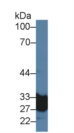 Carbonic Anhydrase VA (CA5A) Rat Polyclonal Antibody