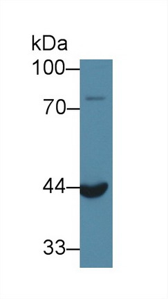 Acid Phosphatase 6, Lysophosphatidic (ACP6) Rat Polyclonal Antibody