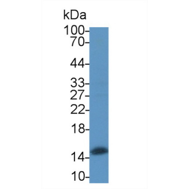 Hemoglobin Alpha 1 (HBa1) Bovine (Cattle) Polyclonal Antibody