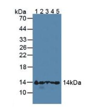 Hemoglobin Alpha 1 (HBa1) Mouse Polyclonal Antibody