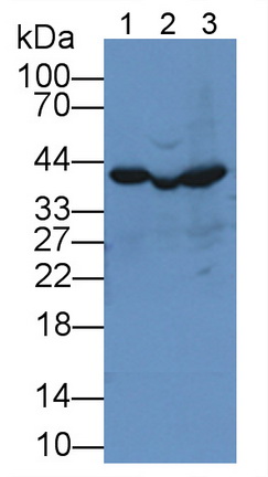 Low Density Lipoprotein Receptor Related Protein Associated Protein 1 (LRPAP1) Rat Polyclonal Antibody