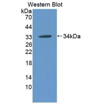 Phospholipid Scramblase 5 (PLSCR5) Mouse Polyclonal Antibody