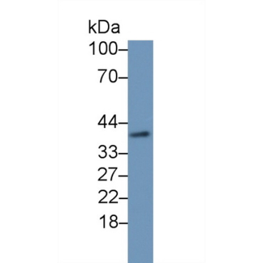 Hedgehog Homolog, Desert (DHH) Mouse Polyclonal Antibody
