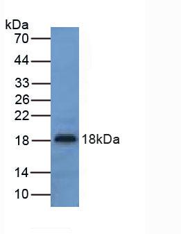 Urocortin 3 (UCN3) Mouse Polyclonal Antibody