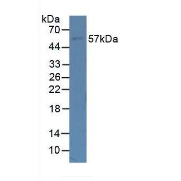 Fibulin 5 (FBLN5) Human Polyclonal Antibody