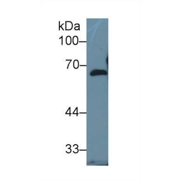 Fibulin 5 (FBLN5) Mouse Polyclonal Antibody