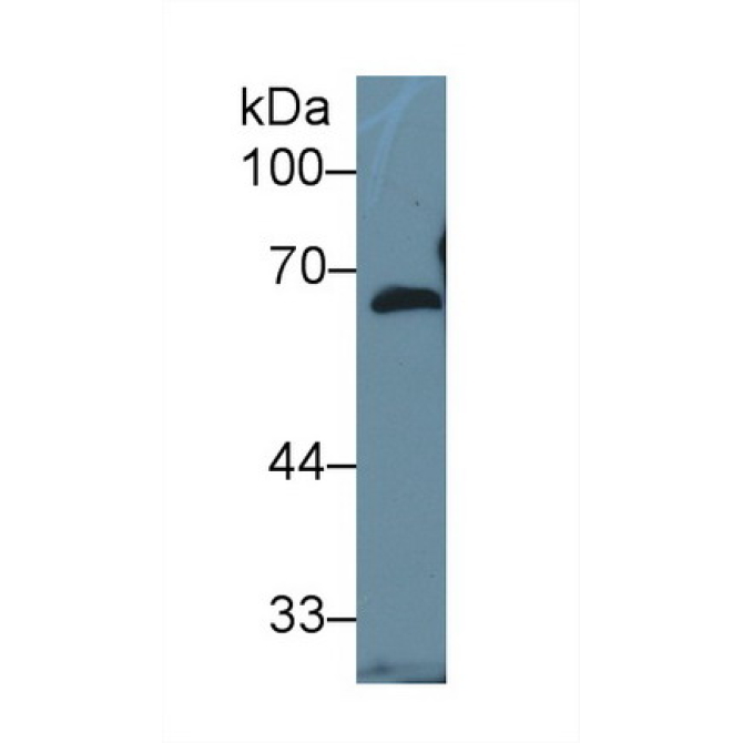 Fibulin 5 (FBLN5) Mouse Polyclonal Antibody