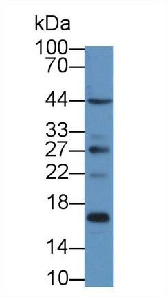 S100 Calcium Binding Protein A16 (S100A16) Rat Polyclonal Antibody
