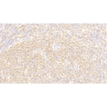 Exoribonuclease 1 (ERI1) Human Polyclonal Antibody
