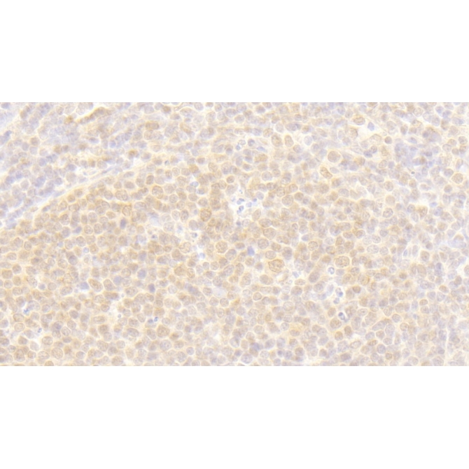 Exoribonuclease 1 (ERI1) Human Polyclonal Antibody
