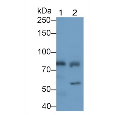 Ribonuclease L (RNASEL) Human Polyclonal Antibody
