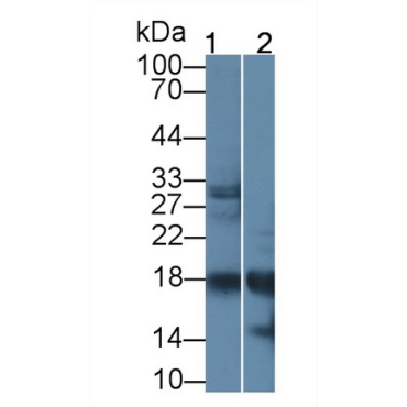 Ribonuclease A2 (RNASE2) Human Polyclonal Antibody