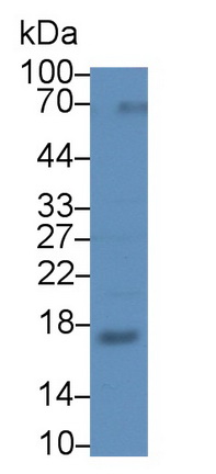 Ribonuclease A2 (RNASE2) Rat Polyclonal Antibody