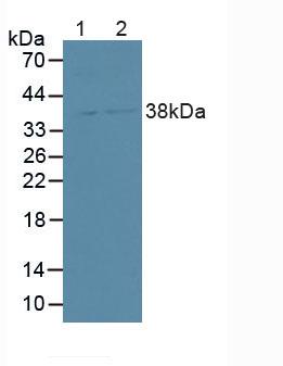 Syntenin 2 (ST2) Human Polyclonal Antibody