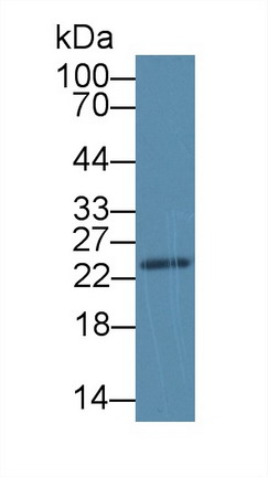 Stromal Cell Derived Factor 2 Like Protein 1 (SDF2L1) Mouse Polyclonal Antibody