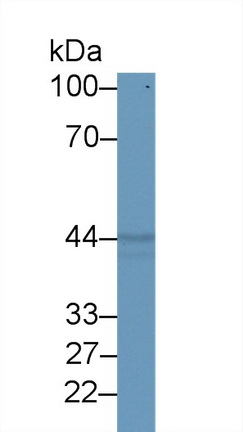 Paraoxonase 2 (PON2) Human Polyclonal Antibody
