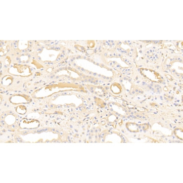 Nucleobindin 1 (NUCB1) Human Polyclonal Antibody