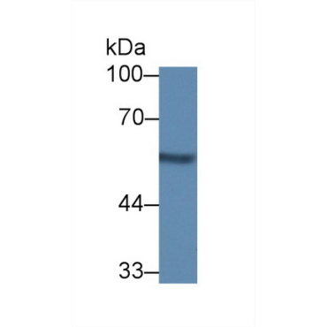 Nucleobindin 1 (NUCB1) Mouse Polyclonal Antibody