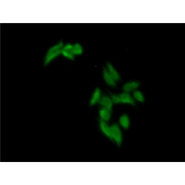 Nucleobindin 2 (NUCB2) Human Polyclonal Antibody