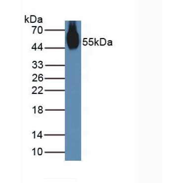 Nucleobindin 2 (NUCB2) Mouse Polyclonal Antibody