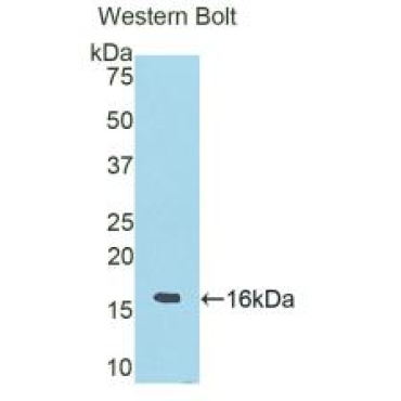 Ribonuclease A6 (RNASE6) Human Polyclonal Antibody