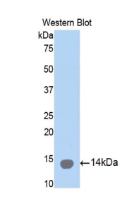 Collagen Type II Alpha 1 (COL2a1) Rat Polyclonal Antibody