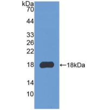 Collagen Type III Alpha 1 (COL3a1) Mouse Polyclonal Antibody