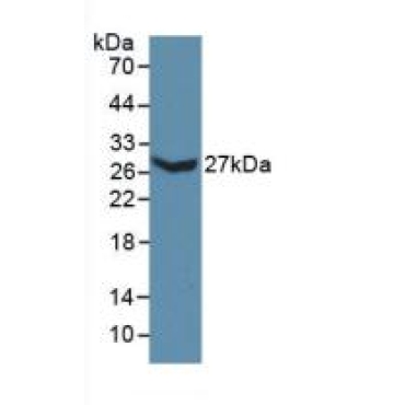 Collagen Type III Alpha 1 (COL3a1) Mouse Polyclonal Antibody