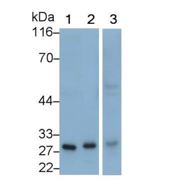 Complement Component 1, Q Subcomponent A (C1qA) Mouse Polyclonal Antibody