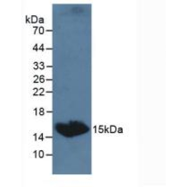 Thyroid Stimulating Hormone Beta (TSHb) Canis familiaris; Canine (Dog) Polyclonal Antibody