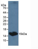 Thyroid Stimulating Hormone Beta (TSHb) Canis familiaris; Canine (Dog) Polyclonal Antibody