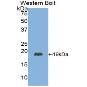 Thyroid Stimulating Hormone Beta (TSHb) Chicken (Gallus) Polyclonal Antibody