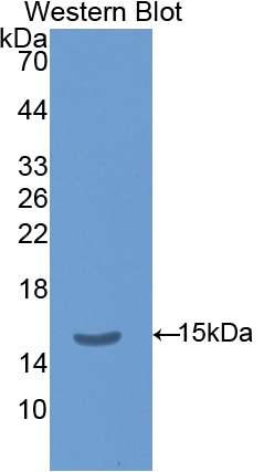 Thyroid Stimulating Hormone Beta (TSHb) Mouse Polyclonal Antibody
