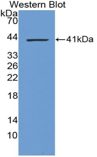 Lipase A, Lysosomal Acid (LIPA) Rat Polyclonal Antibody