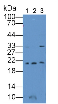 Ferritin, Mitochondrial (FTMT) Rat Polyclonal Antibody