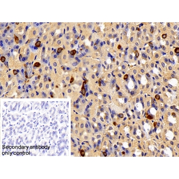Ghrelin/Obestatin Preprohormone (GHRL) Mouse Polyclonal Antibody
