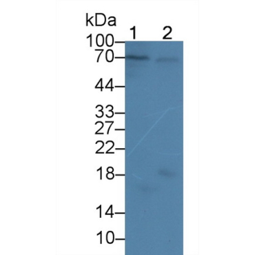 Cyclin A1 (CCNA1) Human Polyclonal Antibody