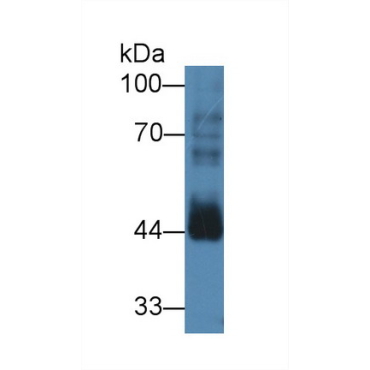 Cyclin B2 (CCNB2) Human Polyclonal Antibody