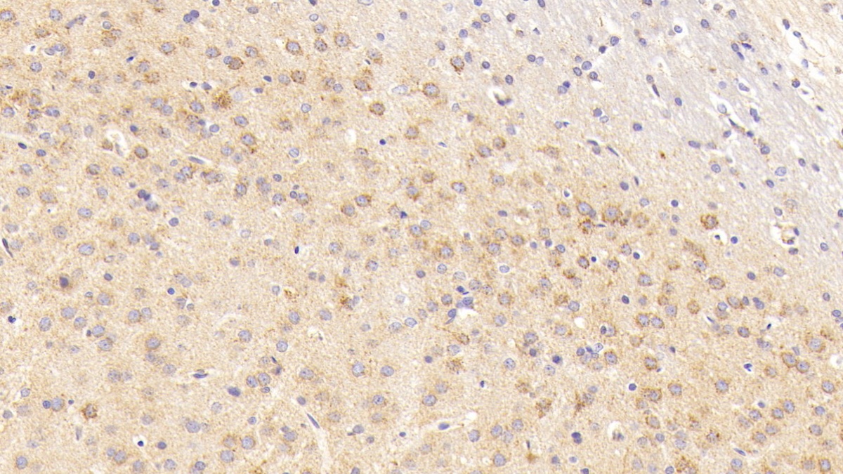 Cytochrome C Oxidase Subunit II (COX2) Rat Polyclonal Antibody