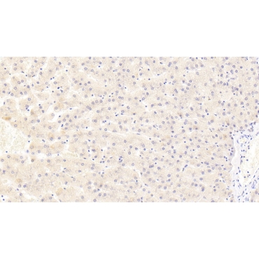 Cytochrome C Oxidase Subunit IV Isoform 1 (COX4I1) Human Polyclonal Antibody