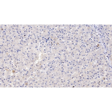 Cytochrome P450 1A2 (CYP1A2) Human Polyclonal Antibody