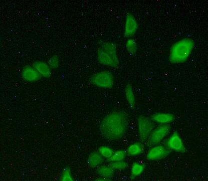 Cytochrome P450 1A2 (CYP1A2) Rat Polyclonal Antibody