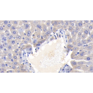 Cytochrome P450 1A1 (CYP1A1) Mouse Polyclonal Antibody