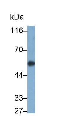 Cytochrome P450 1A1 (CYP1A1) Rat Polyclonal Antibody
