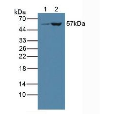 Cytochrome P450 3A4 (CYP3A4) Human Polyclonal Antibody