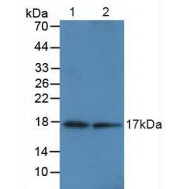 Calmodulin 1 (CALM1) Human Polyclonal Antibody
