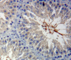 Calmodulin 1 (CALM1) Rat Polyclonal Antibody