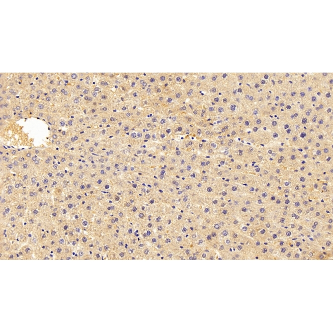 Aldolase B, Fructose Bisphosphate (ALDOB) Human Polyclonal Antibody